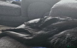 Borador dogs for sale: 8 year old borador - Image 2