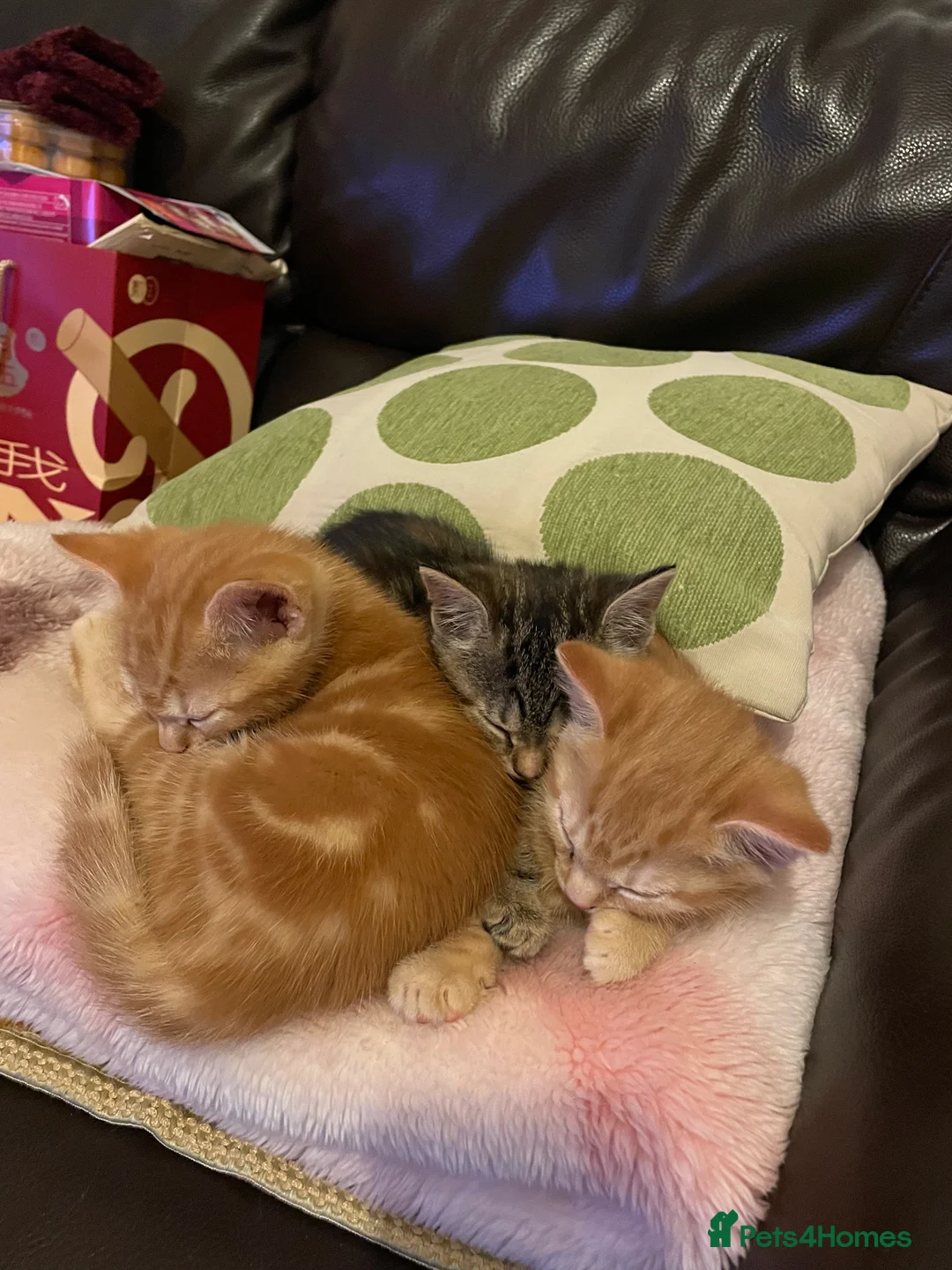 Mixed Breed cats for sale: Adorable 3 Kittens Looking for Loving Homes 🐾 - Advert 3