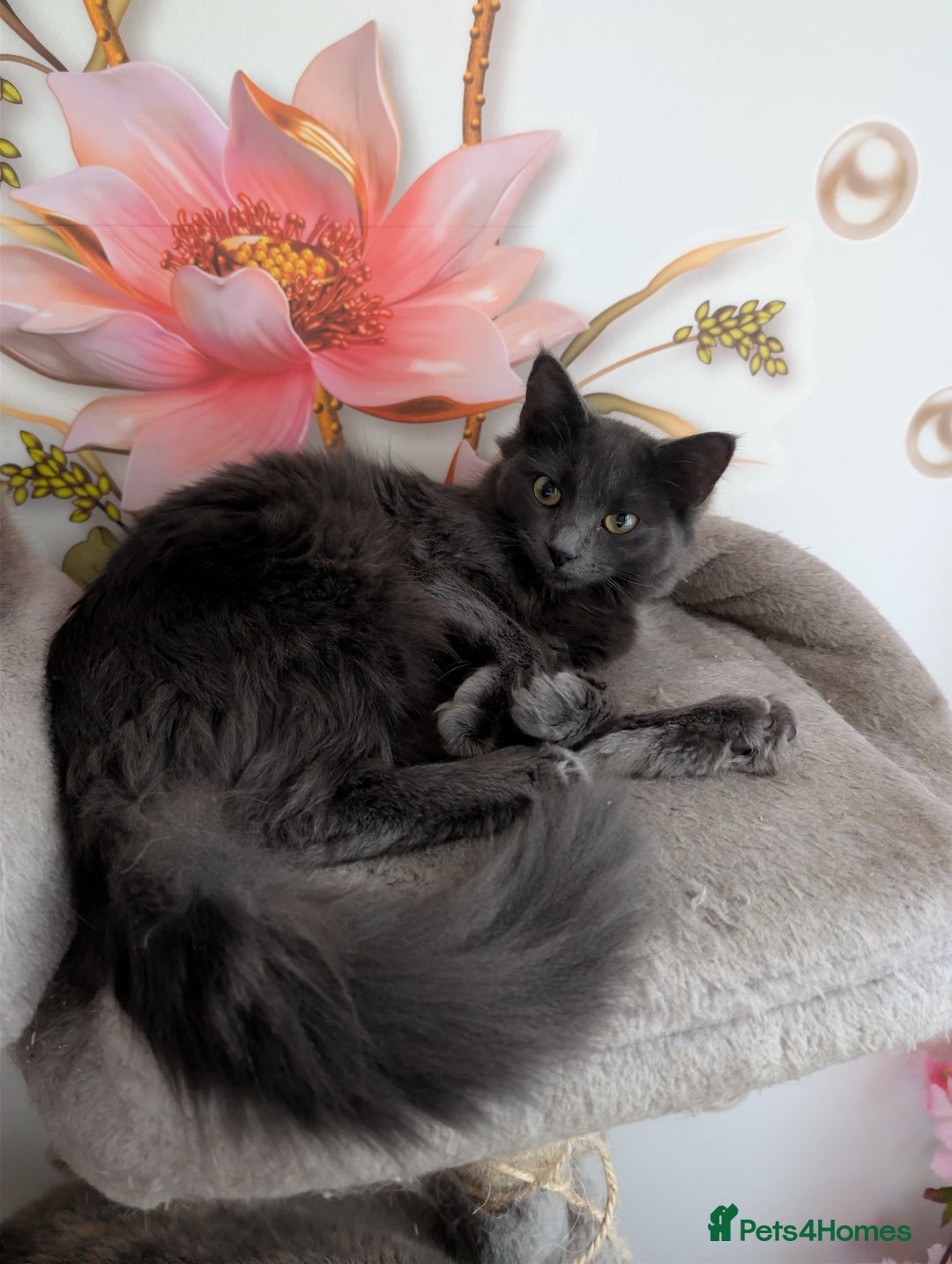 Mixed Breed cats for sale: Free Beautiful Young Female Cat for a new home - Advert 1