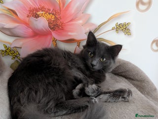 Mixed Breed cats Free Beautiful Young Female Cat for a new home - Advert 1