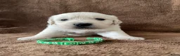 Golden Retriever dogs for sale: 7 Beautiful Golden retriever puppies  - Advert 12