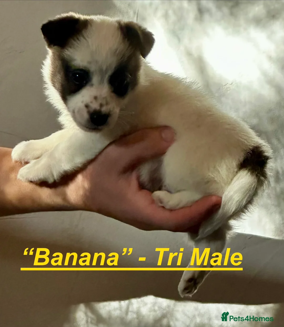 Jack Russell dogs for sale: Superb KC Reg’d Jack Russell Female Pup DNA CLEAR - Advert 17