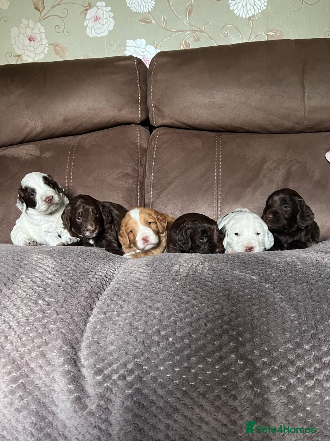 Cockapoo dogs for sale: F1 Cockapoos 5⭐️ Licensed Breeder Fully DNA Tested - Advert 1