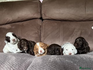 Cockapoo dogs F1 Cockapoos 5⭐️ Licensed Breeder Fully DNA Tested - Advert 3