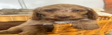 Cockapoo 2