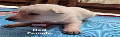 Red Collar