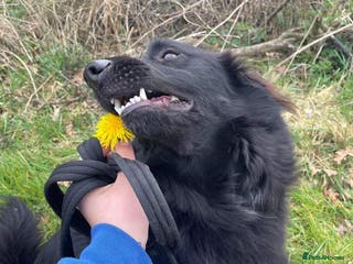 Mixed Breed dogs Meet Georgie, currently residing in Cheshire in Nantwich - Advert 2