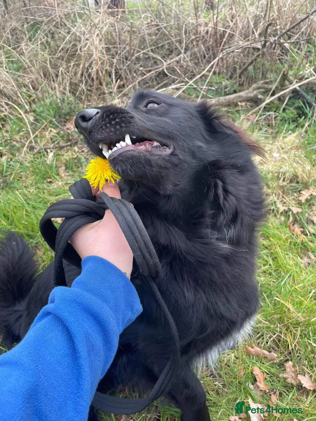 Mixed Breed dogs for adoption: Meet Georgie, currently residing in Cheshire  in Nantwich - Advert 1