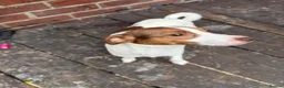 Jack Russell dogs for sale: 2 jack Russell puppies - Advert 1