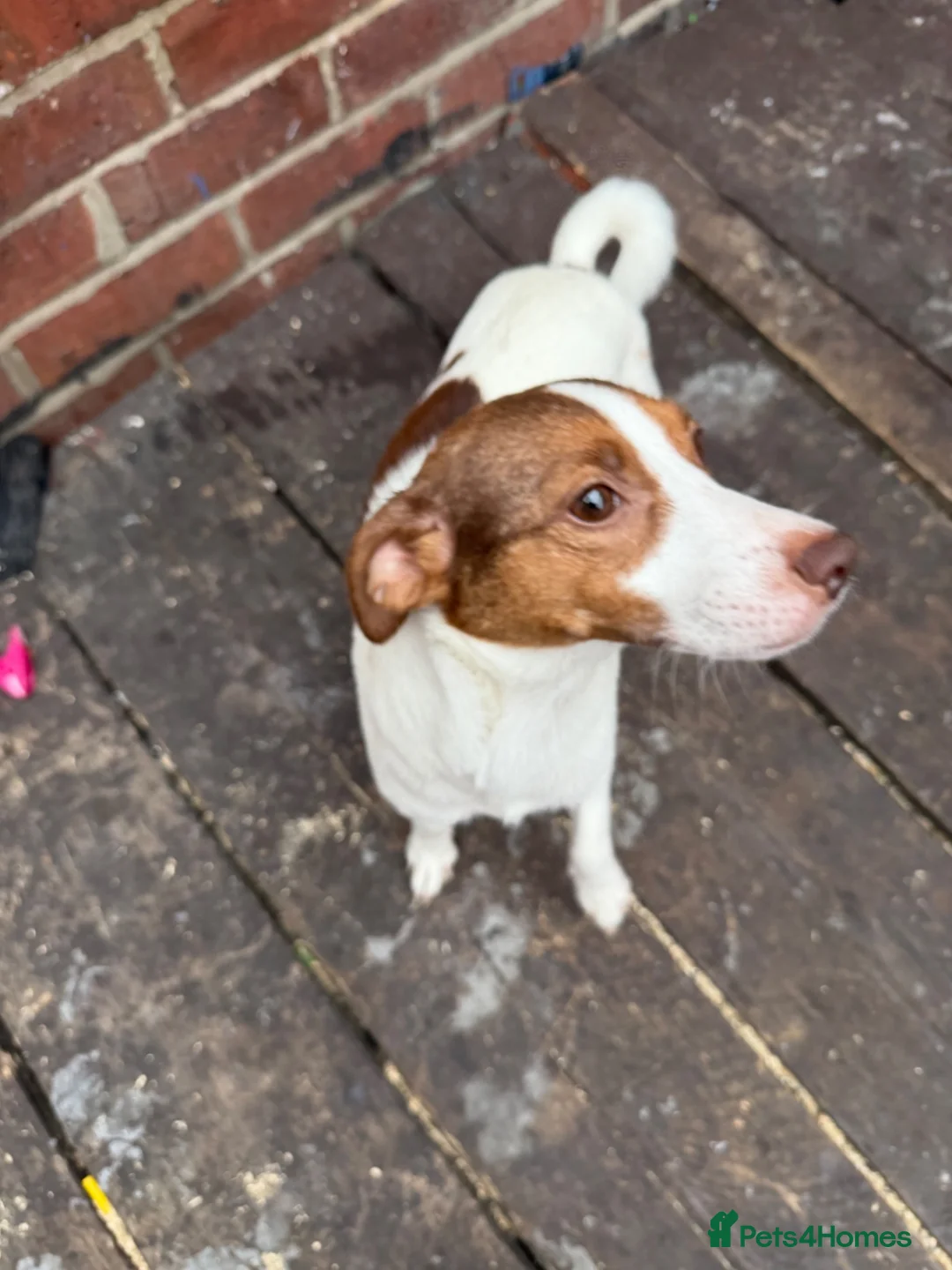 Jack Russell dogs for sale: 2 jack Russell puppies - Advert 1