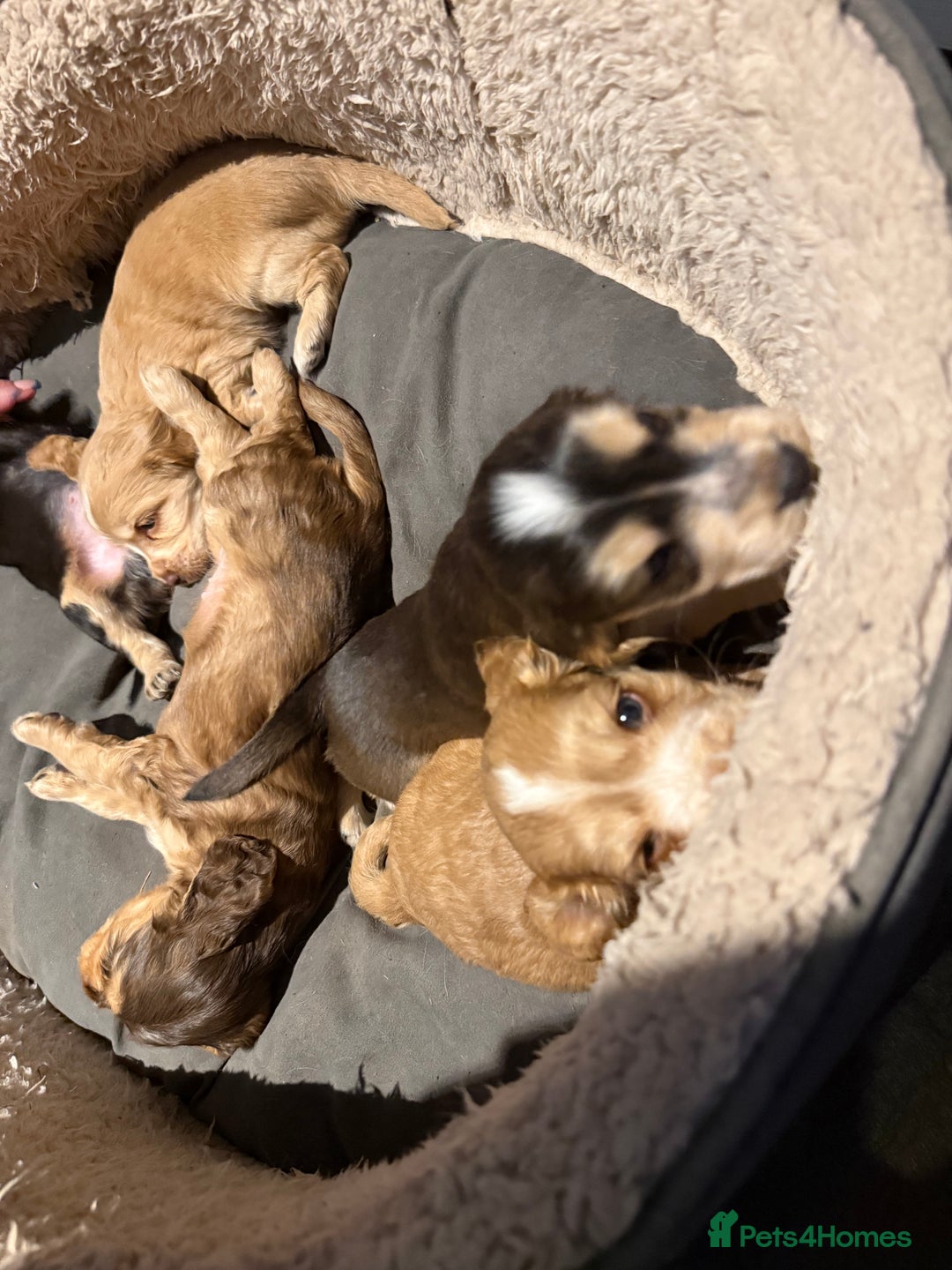 Cocker Spaniel dogs for sale: Wonderful show type cocker spaniels - Image 16