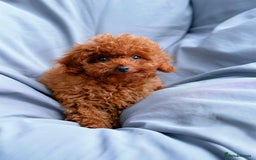 Toy Poodle dogs for sale: Asian Toy Poodle (Korean & Chineese) - Image 5