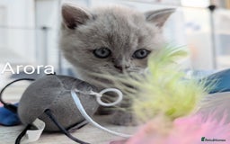 British Shorthair cats for sale: GCCF Registered British Shorthair Kittens for Sale - Image 6