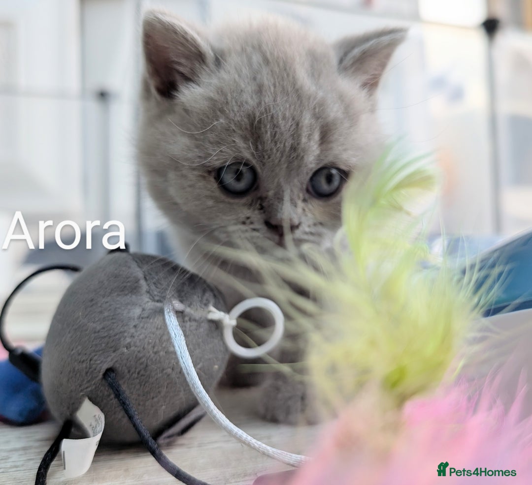 British Shorthair cats for sale: GCCF Registered British Shorthair Kittens for Sale - Image 6