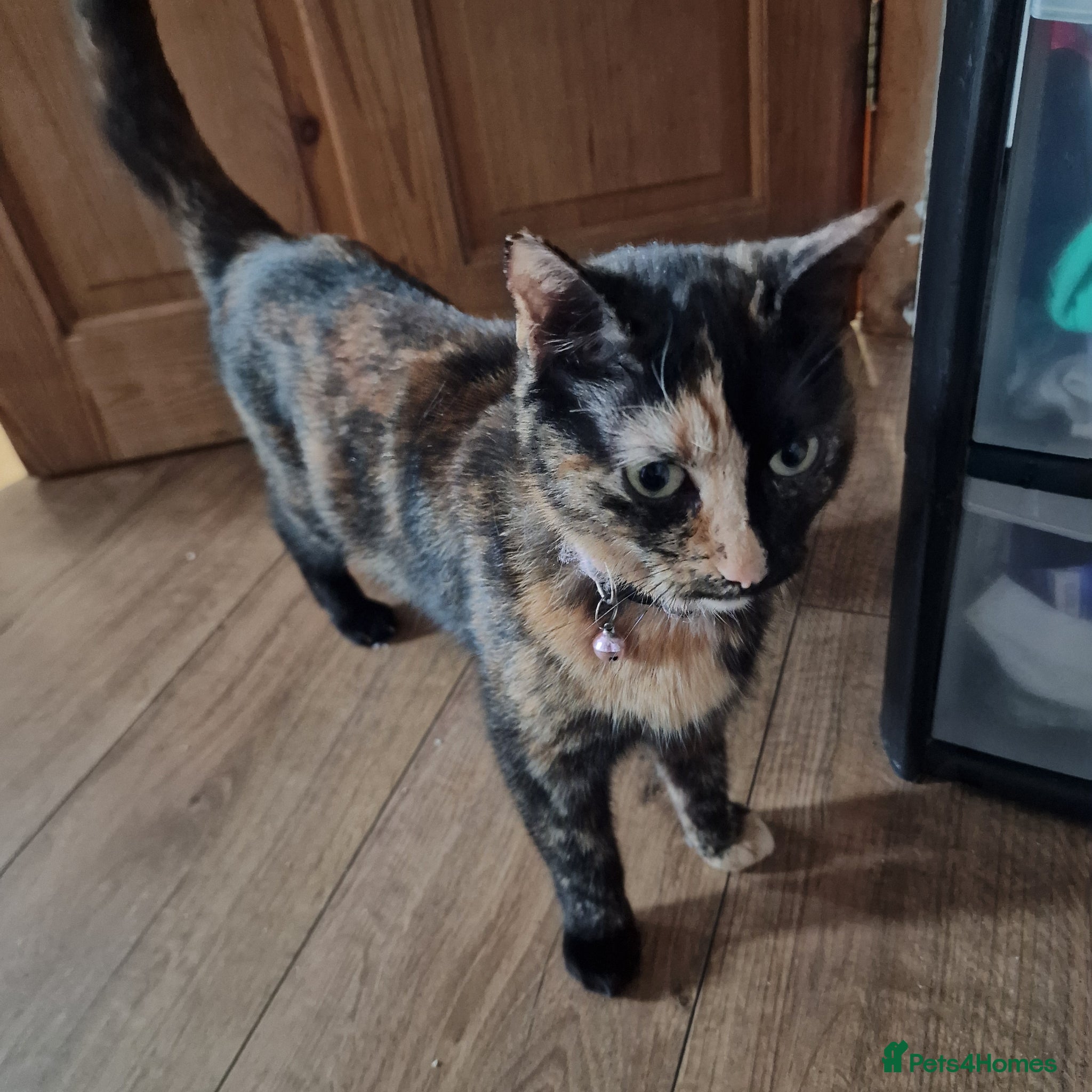 Mixed Breed cats Mother cat & 3 kittens - Advert 1