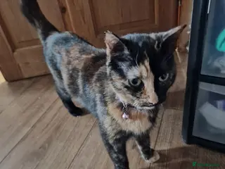 Mixed Breed cats Mother cat & 3 kittens - Advert 1