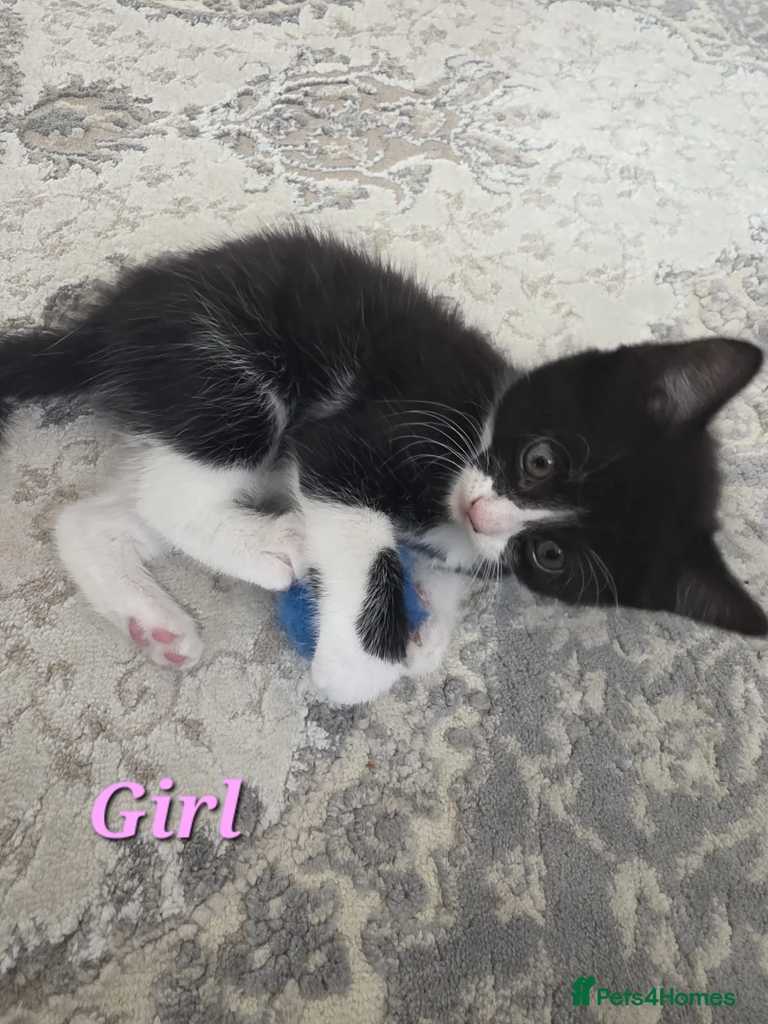 Mixed Breed cats for sale: 5 beautiful kittens  - Advert 7
