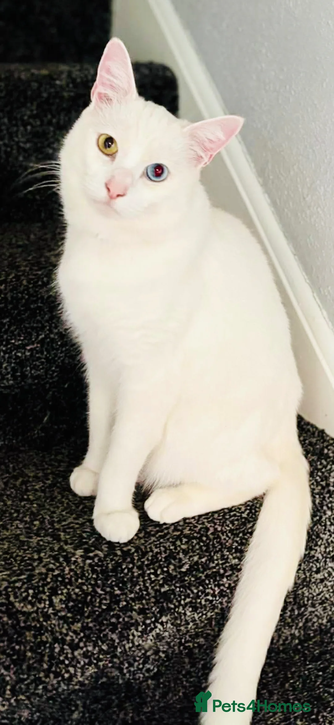 Domestic Shorthair cats for sale: Gorgeous Boy In Need of a Suitable Home in Brierley Hill - Advert 2