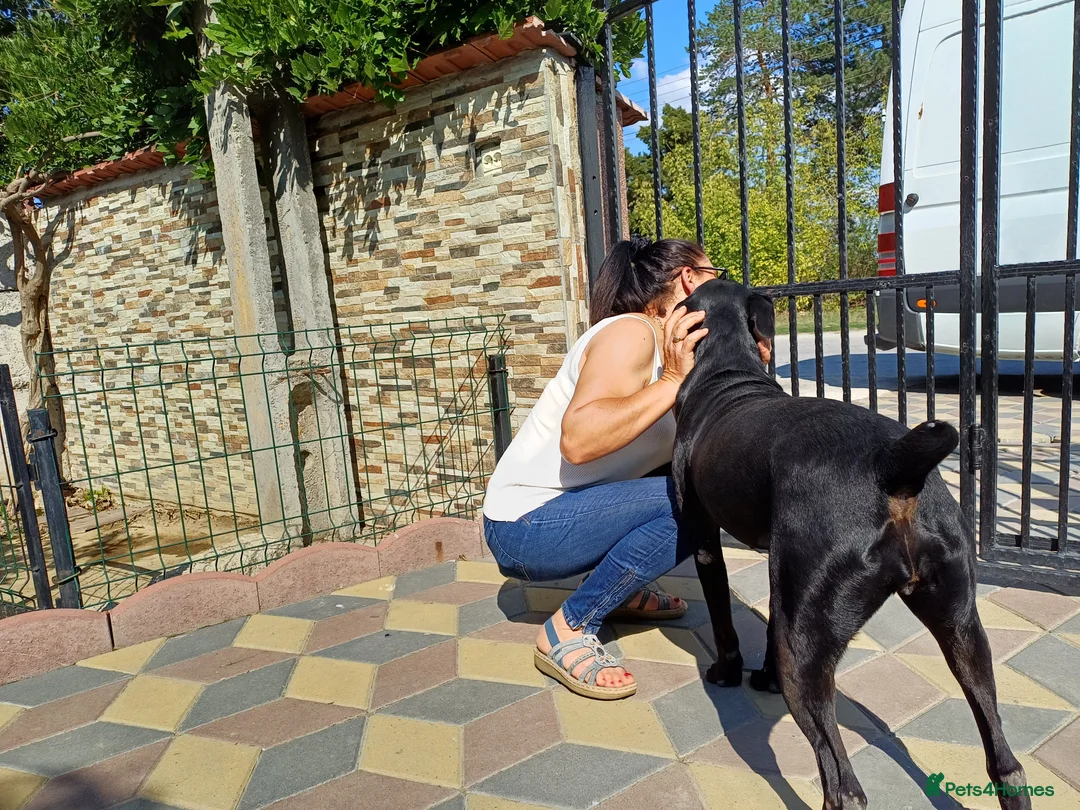 Mixed Breed dogs for adoption: Beautiful and Gentle JULIETTE - for a Loving Home in Nottingham - Advert 13