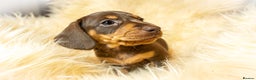 Miniature Dachshund dogs for sale: Miniature Dachshund - Advert 10