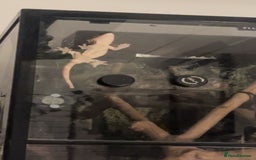 Gecko reptiles for sale: Crested gecko with whole set up - Advert 3