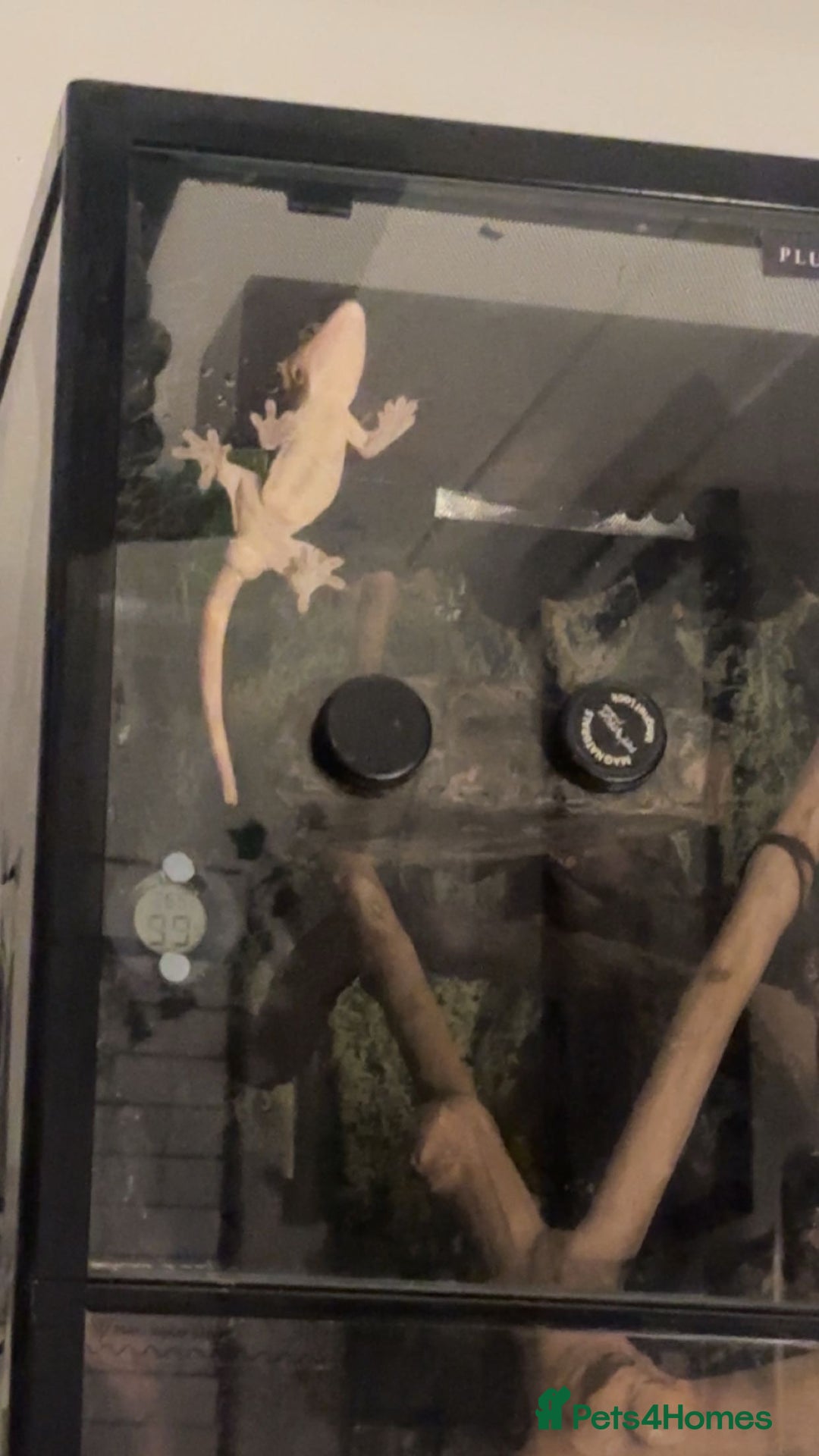 Gecko reptiles for sale: Crested gecko with whole set up - Advert 3