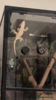 Gecko reptiles Crested gecko with whole set up - Advert 3