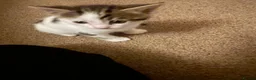 Mixed Breed cats for sale: Two beautiful spotty kittens - Advert 6