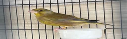 Mixed Breed birds for sale: Canary  - Advert 1