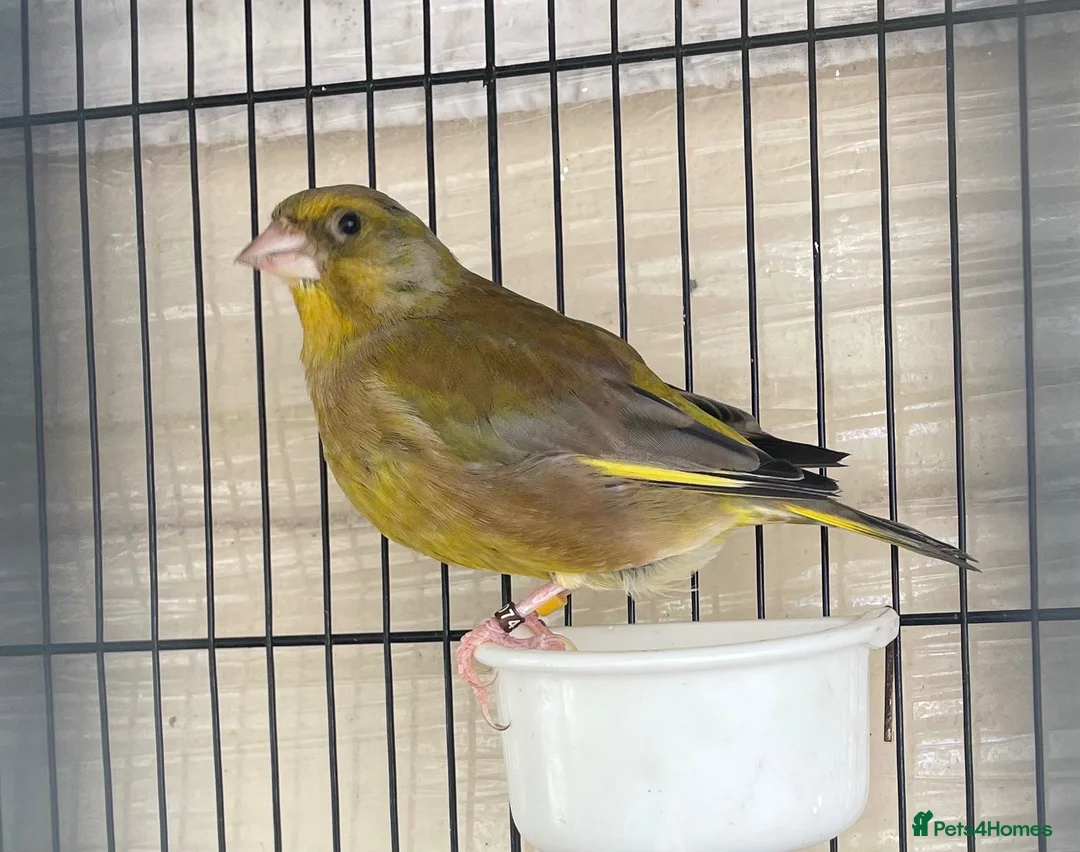 Mixed Breed birds for sale: Canary  - Advert 1