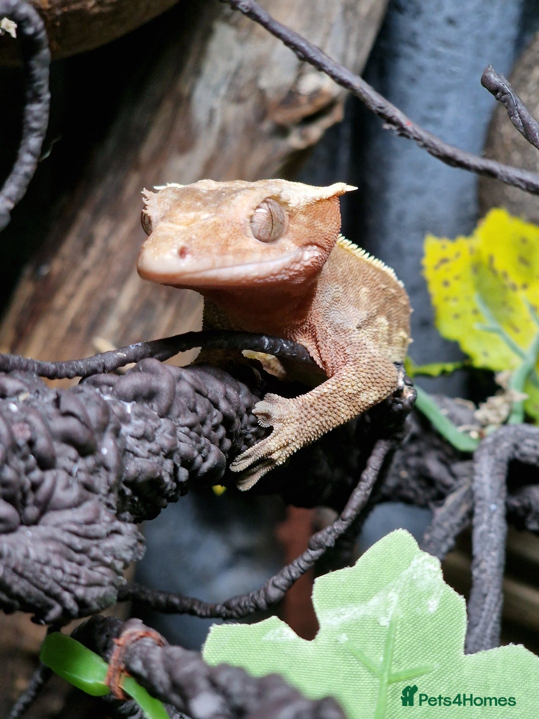 Gecko reptiles for sale: 45x45x90 Exo Terra Terrarium with 2 Crested Geckos - Advert 5