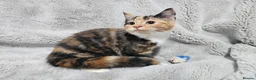 Mixed Breed cats for sale: Stunning kittens READY NOW - Advert 8