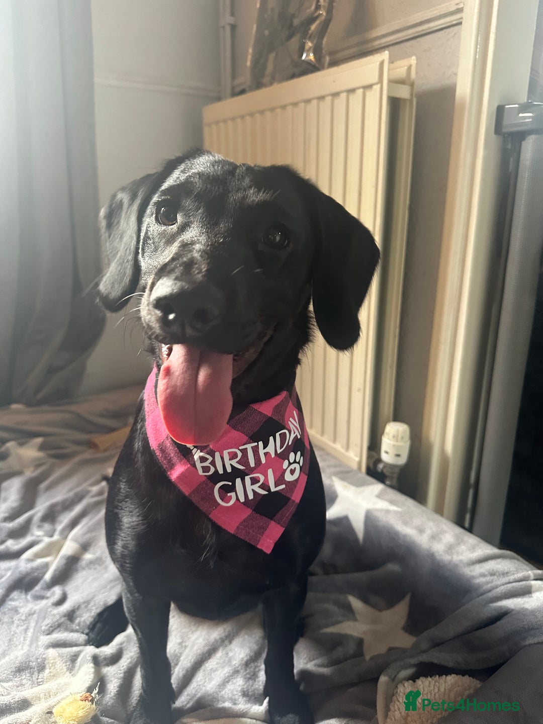 Springador dogs for sale: Springador Puppies - Advert 6