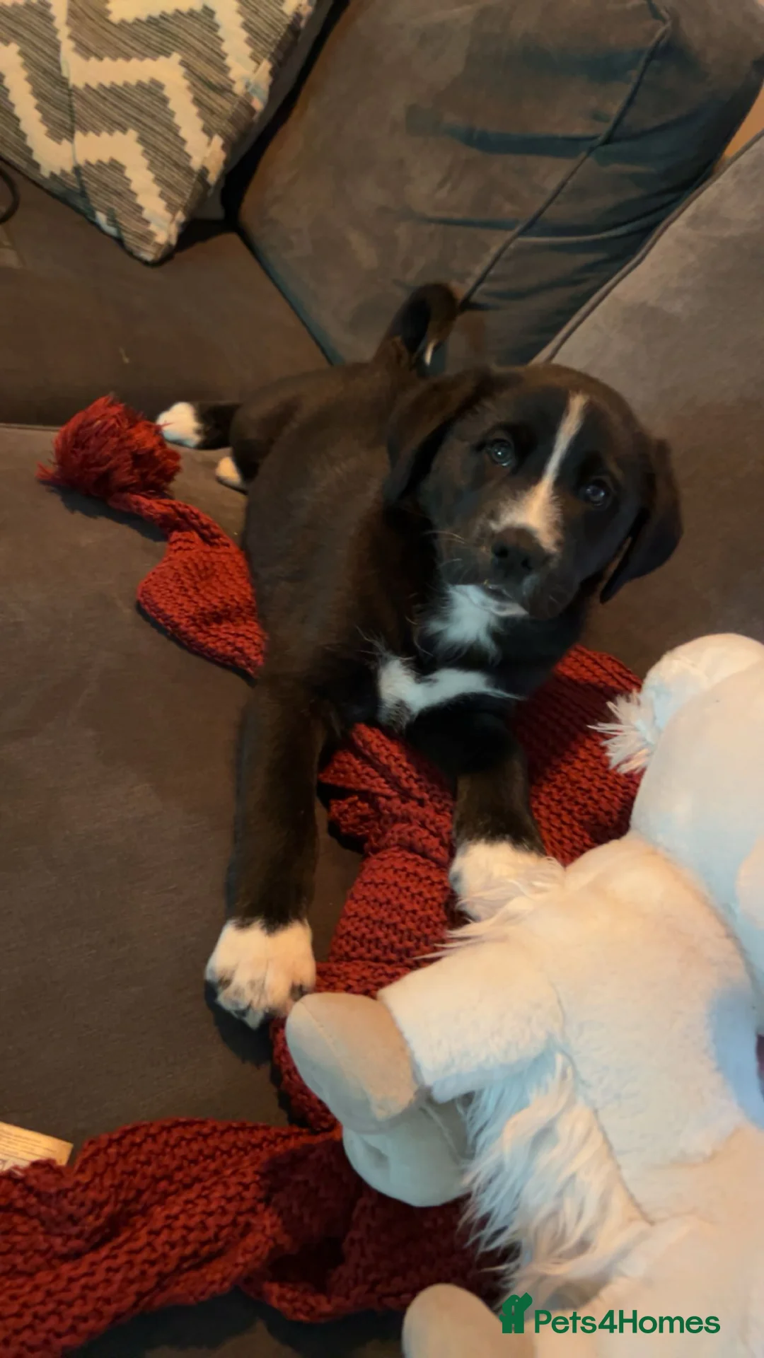 Cane Corso dogs for sale: Beautiful 3.5 Month Old Puppy - Advert 1