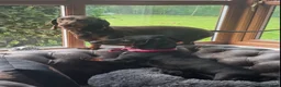 Dachshund dogs for sale: Black tan Dachshunds  - Advert 11