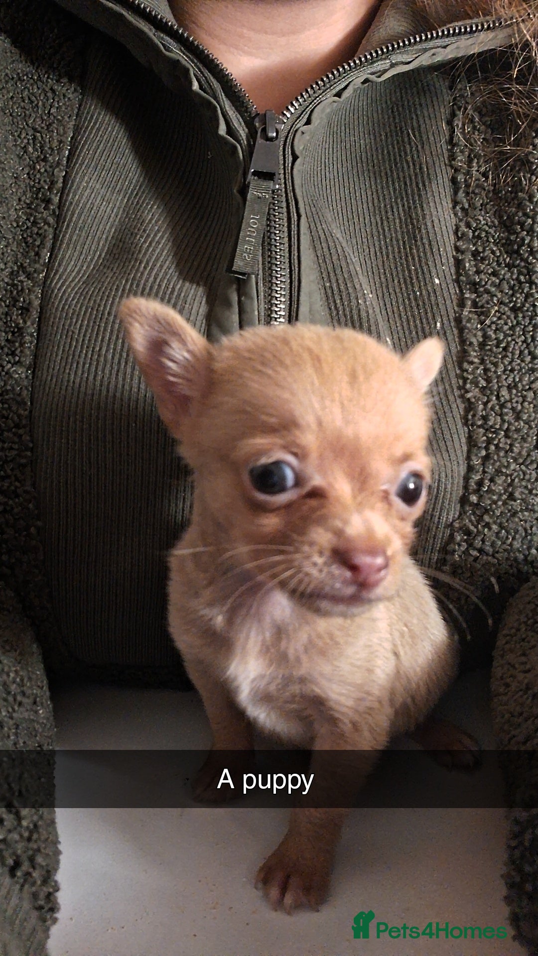 Chihuahua dogs Chihuahua boy for sale  - Advert 9