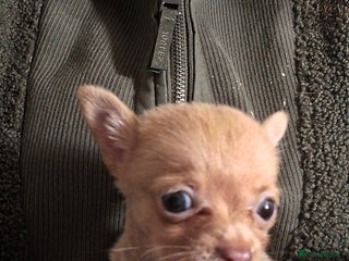 Chihuahua dogs Chihuahua boy for sale - Advert 2