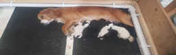 Cocker Spaniel dogs for sale: Exceptional Working Cocker Spaniel Puppies in Ashbourne - Advert 1