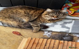 American Shorthair cats for sale: Tabby Cat - Image 4