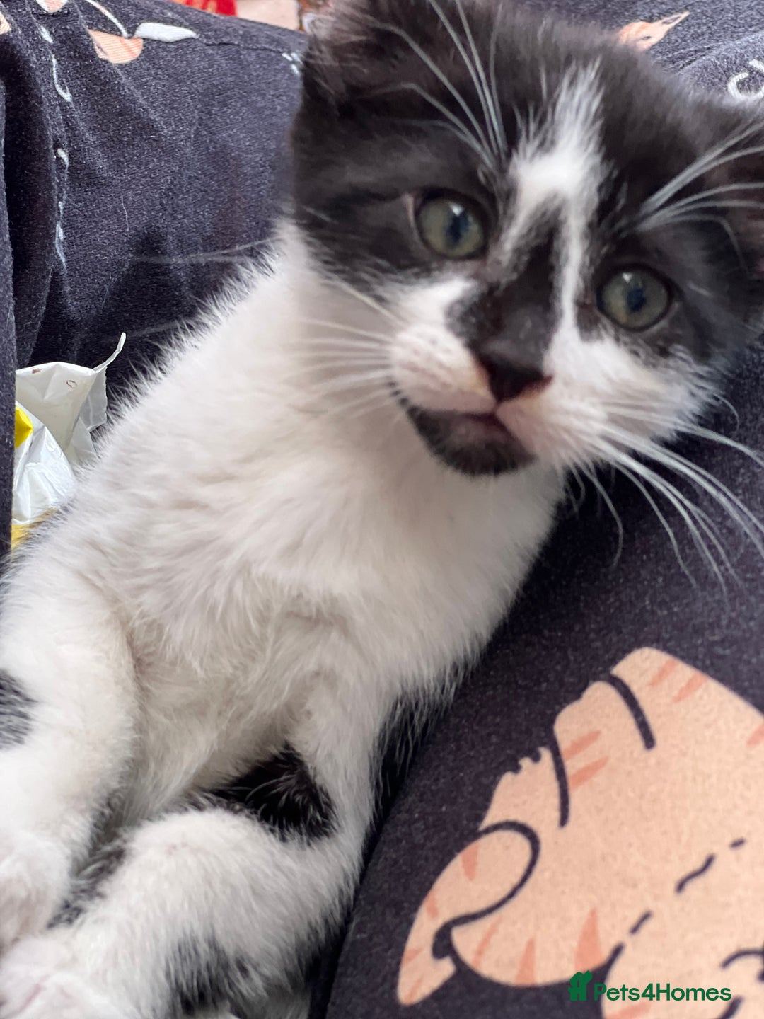 Mixed Breed cats for sale: Cross taby for sale  - Image 5