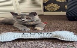 British Shorthair cats for sale: British Short Hair Kitten please read description - Image 2
