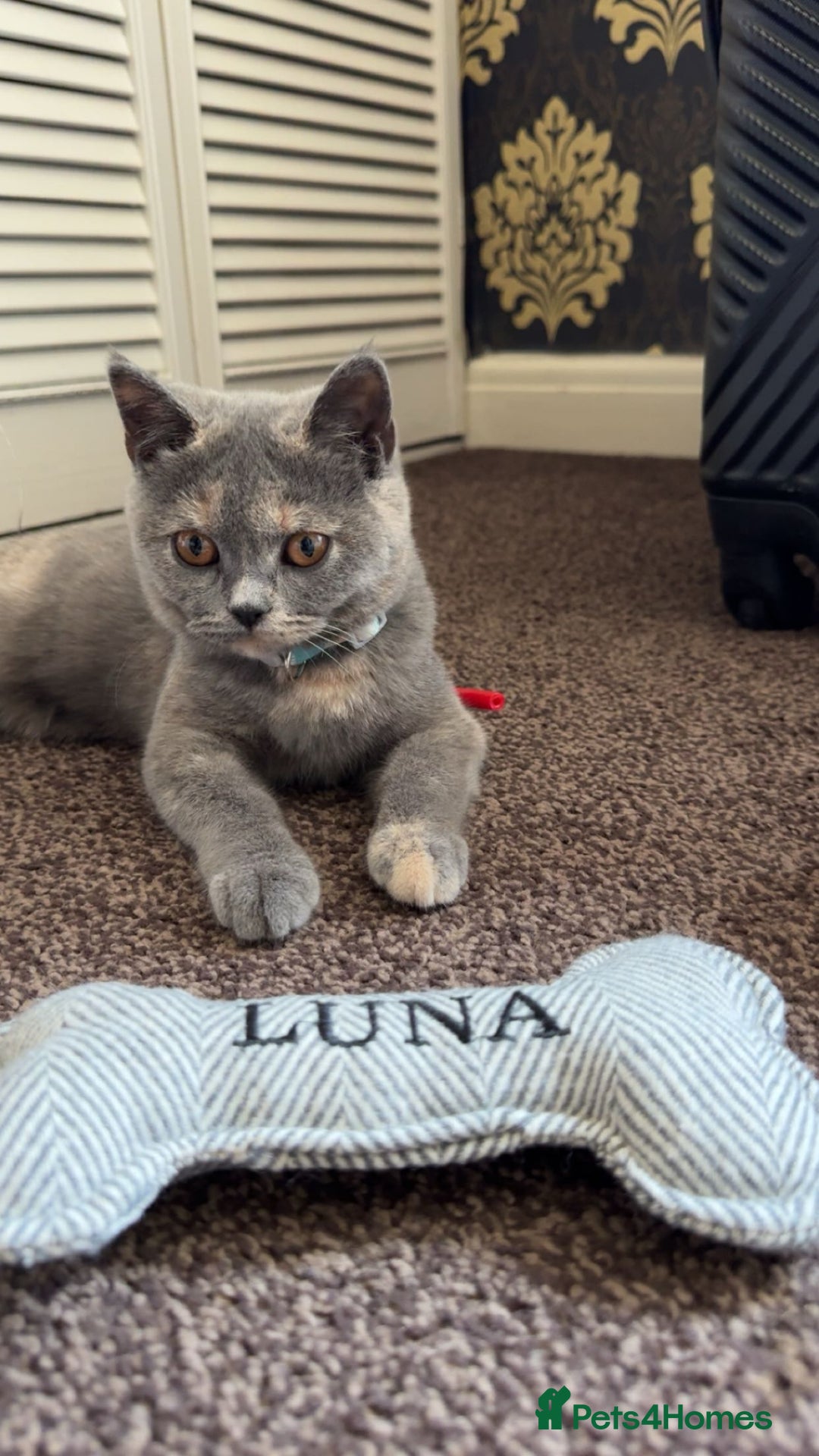 British Shorthair cats for sale: British Short Hair Kitten please read description - Image 2