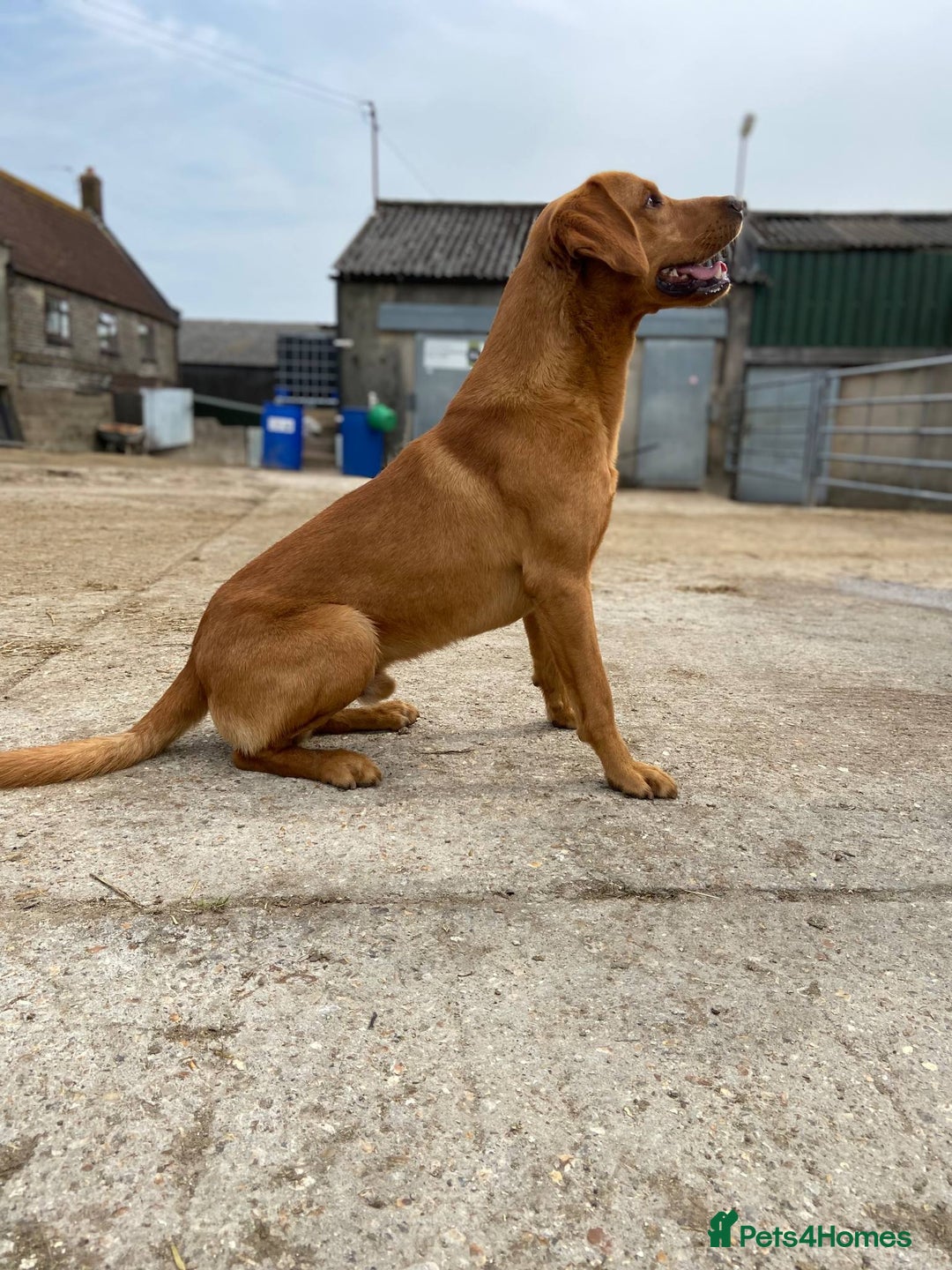 Labrador Retriever dogs for sale: KC Registered Fox Red Labrador Puppies  - Image 7