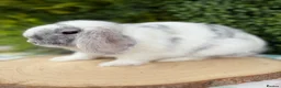 Mini Lop rabbits for sale: 5 month old buck - Advert 2