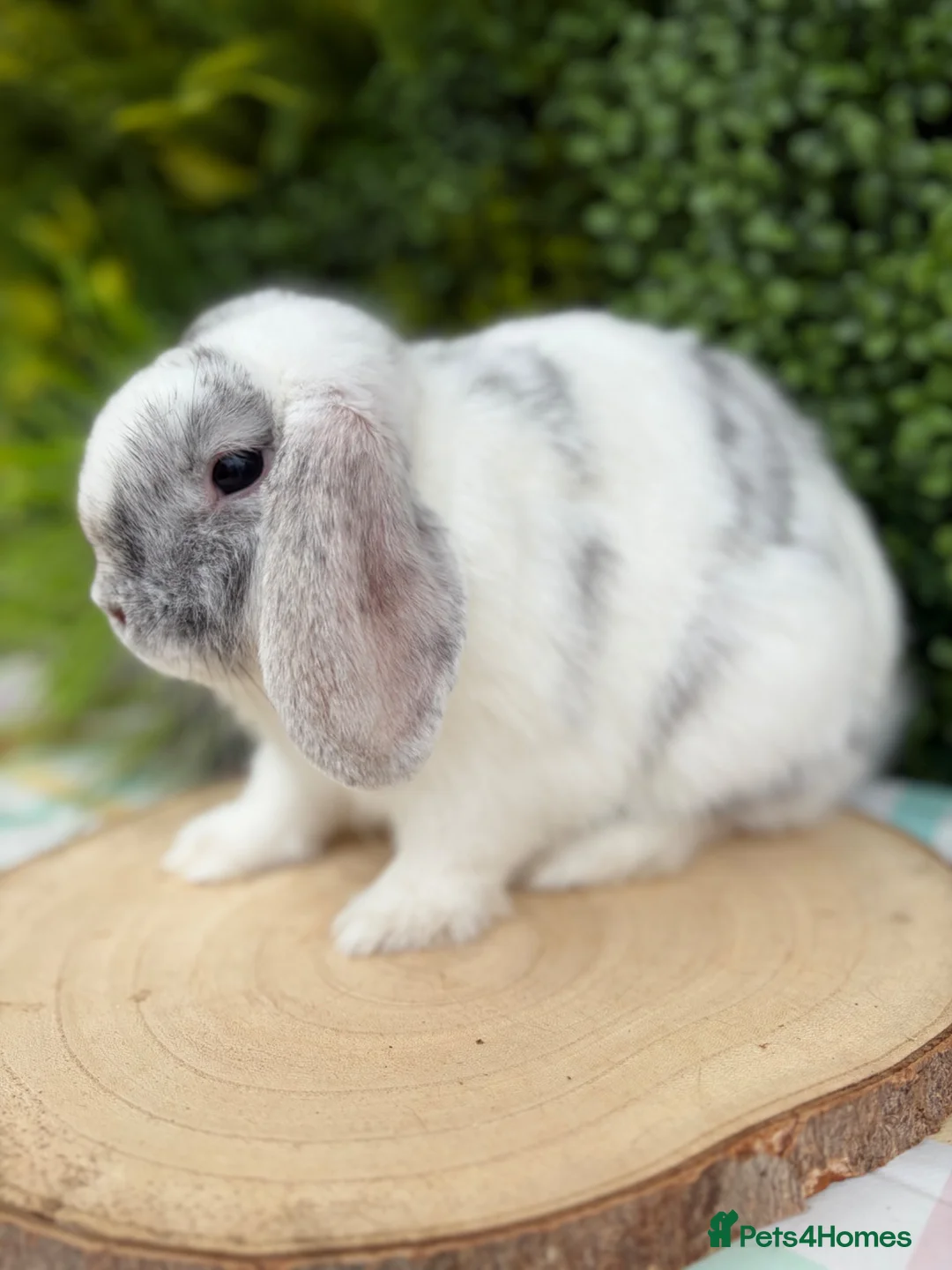 Mini Lop rabbits for sale: 5 month old buck - Advert 2