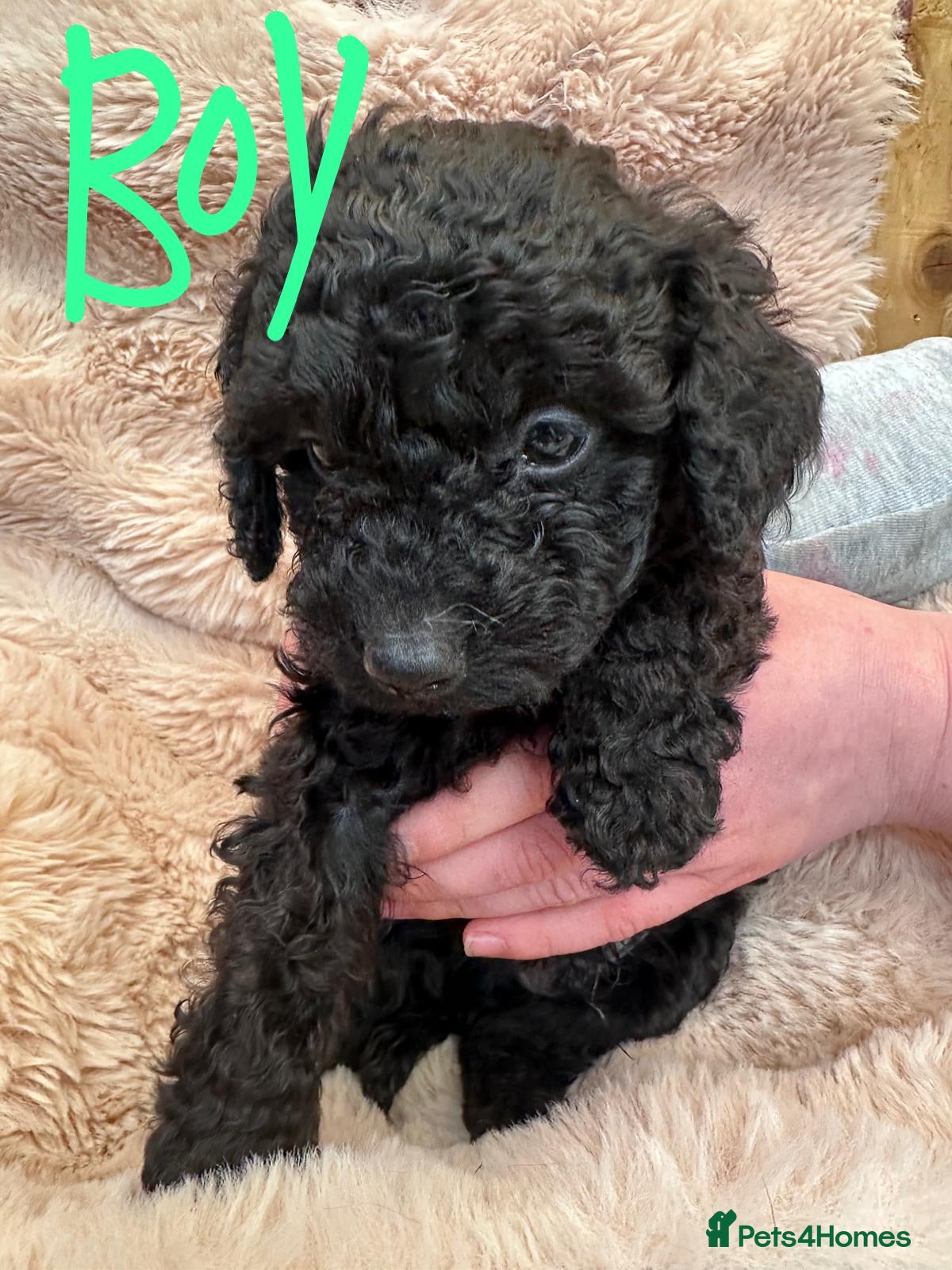 Cockapoo dogs Black Cockapoo puppies for sale 🤍 - Advert 1
