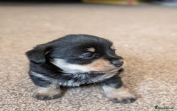 Mixed Breed dogs for sale: Pomchi x Dachshund 3 females  - Advert 6