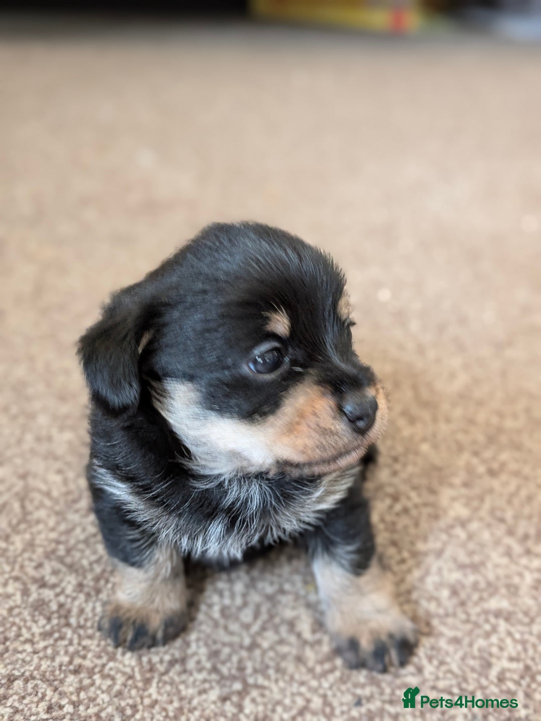 Mixed Breed dogs for sale: Pomchi x Dachshund 3 females  - Advert 6