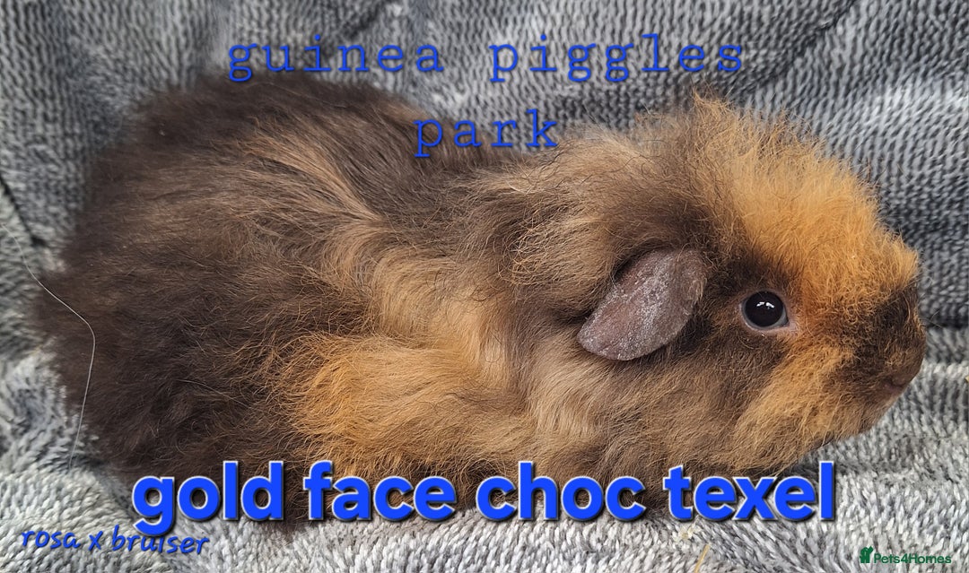 Guinea Pig rodents for sale: Sheltie and texel guinea pig boys - Image 6
