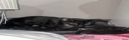 Mixed Breed cats for sale: All black. Black and white kittens - Advert 1